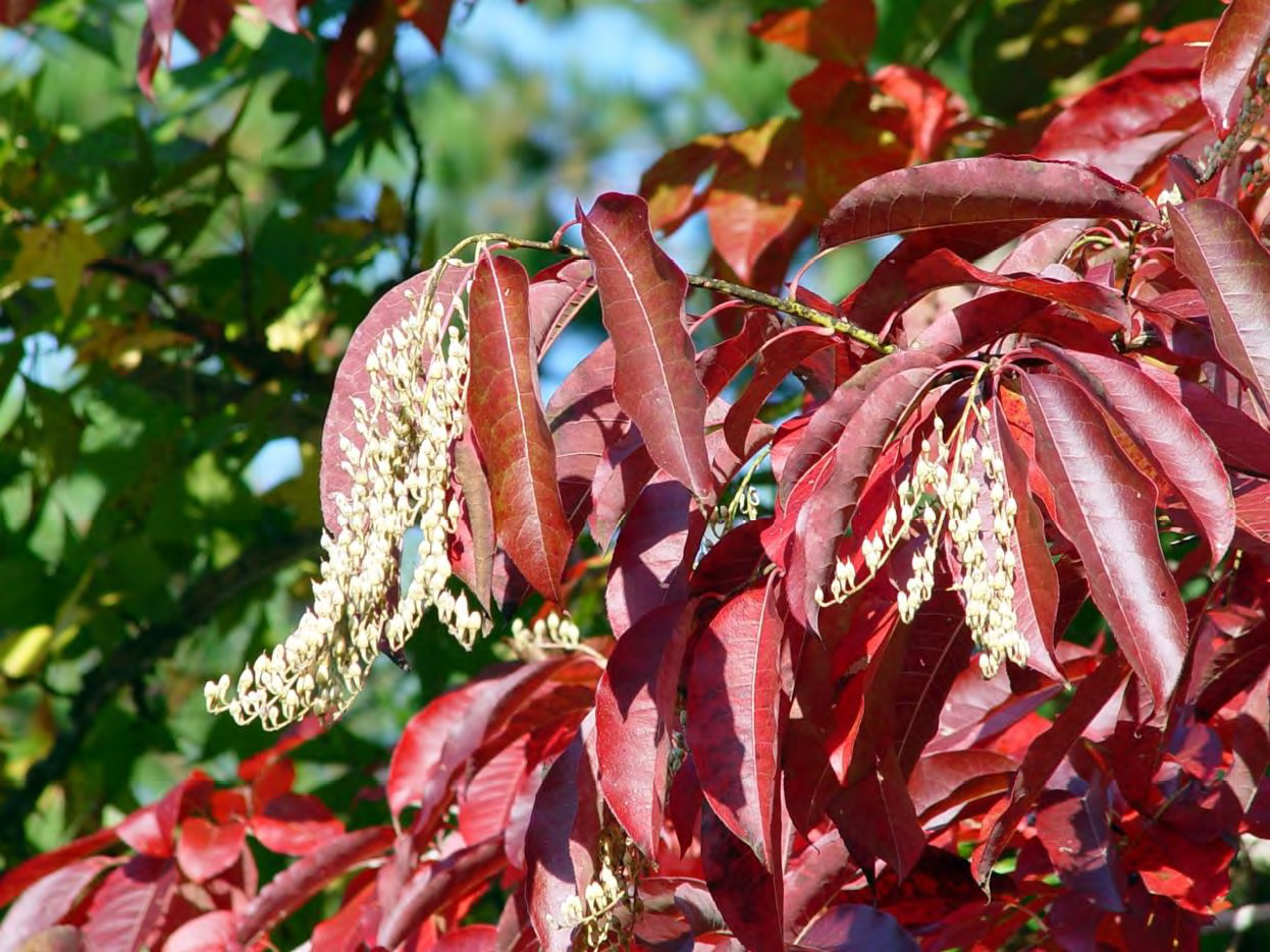 <p>•</p><p>Ericaceae</p><p>•</p><p>Sour leaves due to oxalic acid</p><p>•</p><p>Bee forage (sourwood honey)</p><p>•</p><p>Key Characters:</p><p>•</p><p>Deep-furrowed bark with concave ridge surfaces and orange furrows</p><p>•</p><p>Racemes</p><p>•</p><p>Hairs on underside of midrib</p>