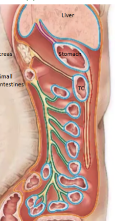 <p>Sandwich of peritoneum (2 layers = folded back) within peritoneal cavity that serves as a conduit for blood, nerves and lymph vessels (green)</p>