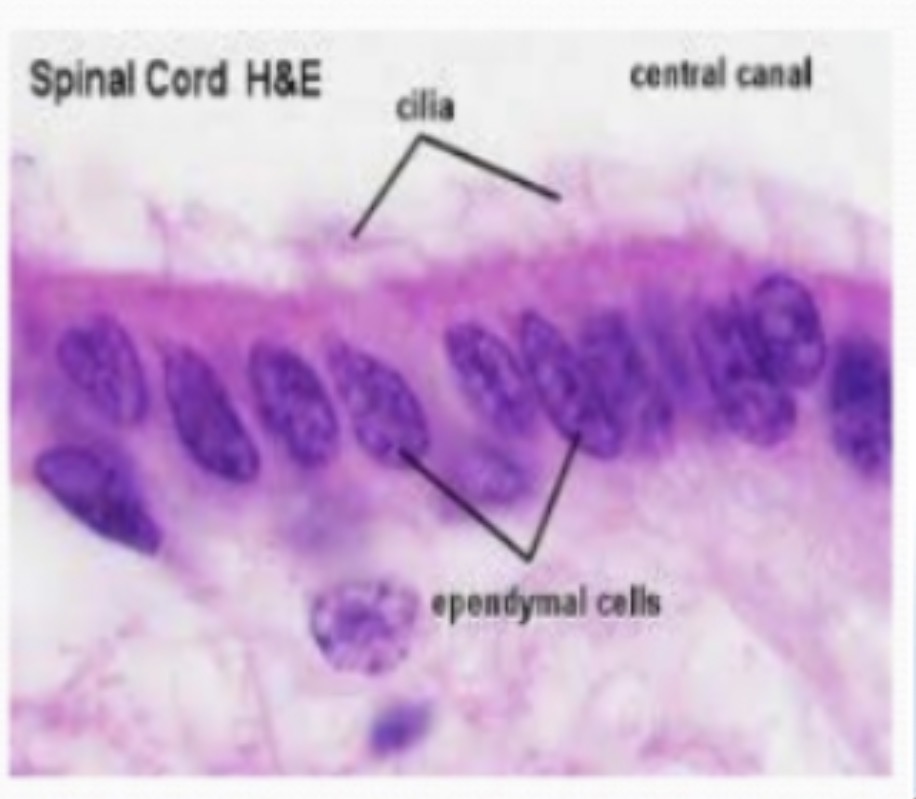 <p><span><span>Ependymal cells: Function and etc: Line the ventricles and central canal and produce and circulate cerebrospinal fluid (CSF). They are ciliated glial cells and form part of the choroid plexus.</span></span></p>