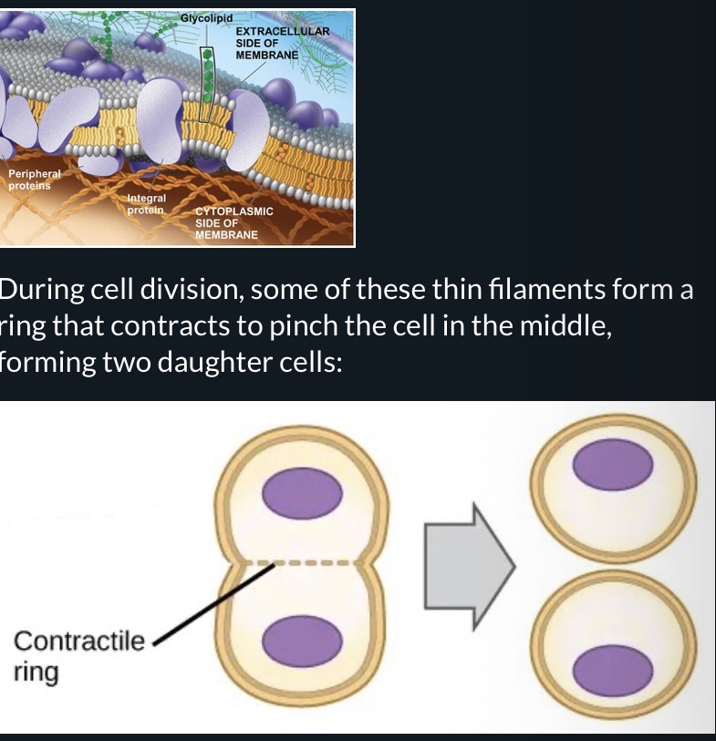 <ul><li><p>7nm</p></li><li><p>Also called microfilaments or actin filaments </p></li><li><p>Made of protein called actin </p></li><li><p>Abundant in cytoplasms of eukaryotes, especially forming a mesh just under the cell membrane to support or change cell shape</p></li><li><p>During cell division, some of the thin filaments form a ring that contracts to punch the cell in the middle </p></li></ul><p></p>
