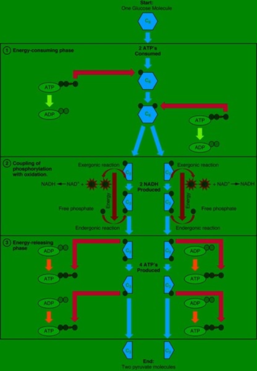 <p>The process of breaking down glucose to form ATP, resulting in a net gain of 2 ATP molecules.</p>