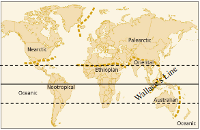 <ul><li><p>largest faunal region</p></li><li><p>Northern Old World (Russia ish)</p></li><li><p>42 families, 0 endemics (except spalacinae/blind mole rat)</p><ul><li><p>families shared with other faunal regions </p></li></ul></li><li><p>Bering Land Bridge</p></li></ul><p></p>