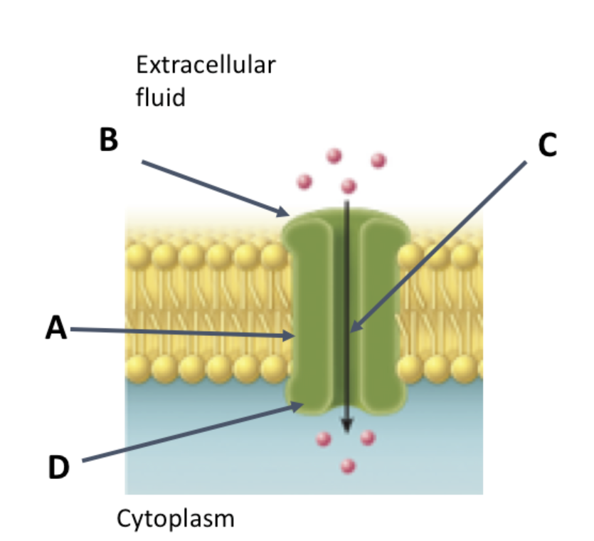 <p>The image shows a protein embedded in a membrane. This membrane forms a pore that allows polar solutes to cross the membrane (indicated by the arrow going down the center of the protein). Which of the following statements would typically be true about the amino acids in the indicated locations and why?</p>