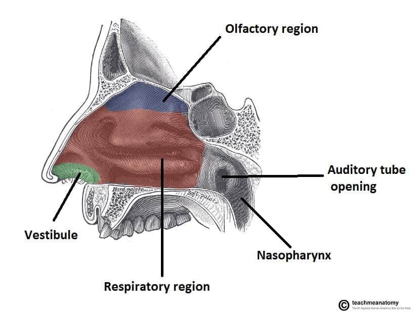 <p>The large, air-filled space above and behind the nose in the middle of the face. <span style="background-color: transparent;">Lined with epithelium containing hairs. Air moves into it through the nostrils.</span></p>