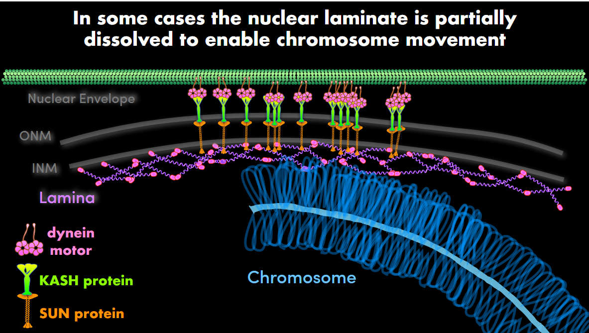 <p>SUN + KASH = LINC complex</p><p>LINC complexes are bridges that span the nuclear envelope and connect chromosomes/nuclear structures inside the nucleus to the cytoskeleton outside the nucleus.</p><p>Dynein motors interact with cytoplasmic microtubules and generate movement.</p><p>Connects lamina to dynein motor</p>