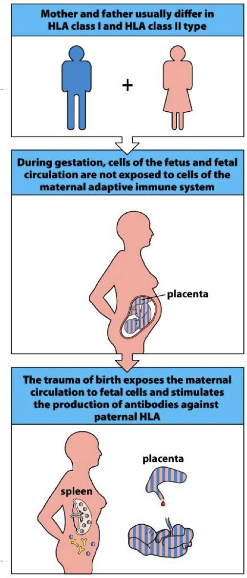 <p>baby has one HLA from mom and dad (more pregnancies menas more AB)</p>