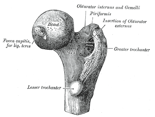 <p>end of long bone</p>