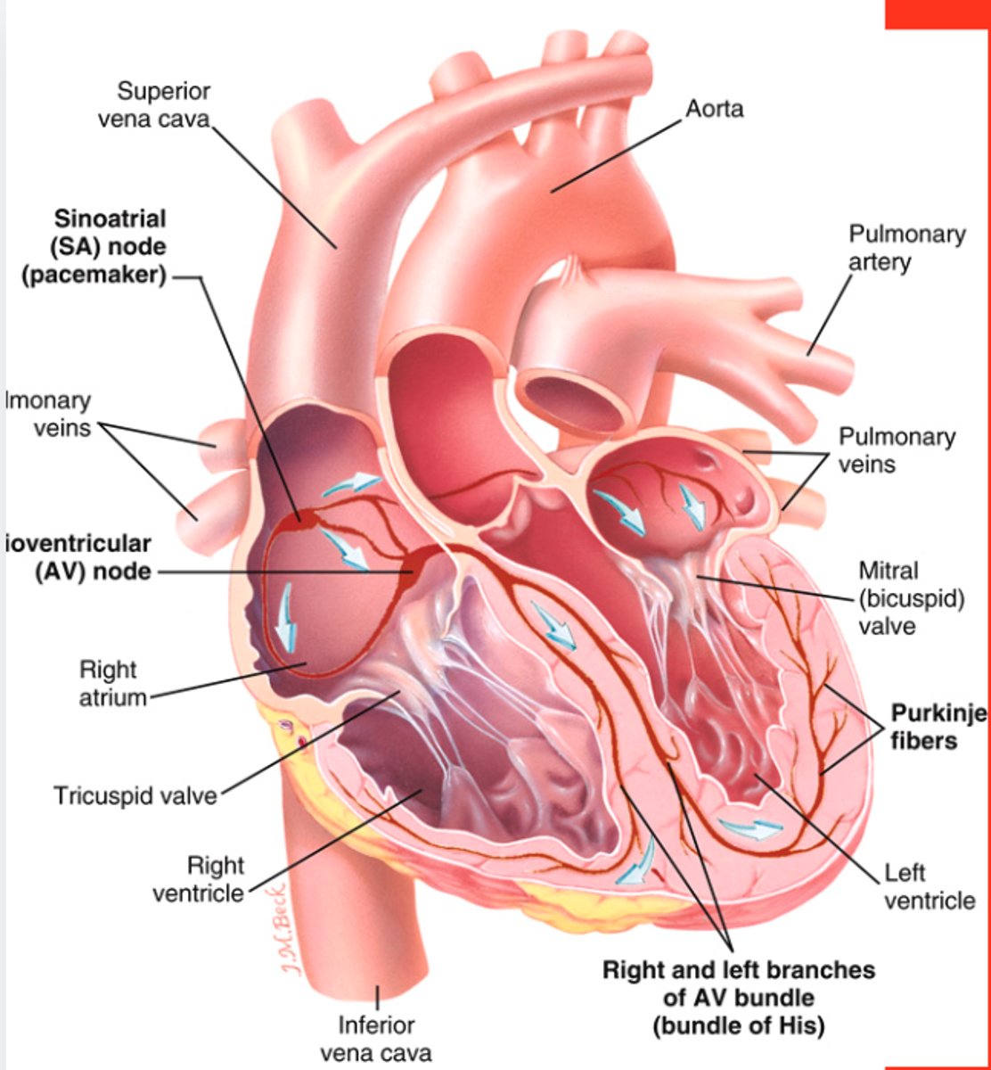 <p>1.Aorta</p><p>2.Pulmonary Artery</p><p>3.Superior Vena Cava</p><p>4.Inferior Vena Cava</p><p>5.Pulmonary Veins</p><p>6.Right Atrium</p><p>7.Left Atrium</p><p>8.Right Ventricle</p><p>9.Left Ventricle</p><p>Mitral (bicuspid) valve</p>