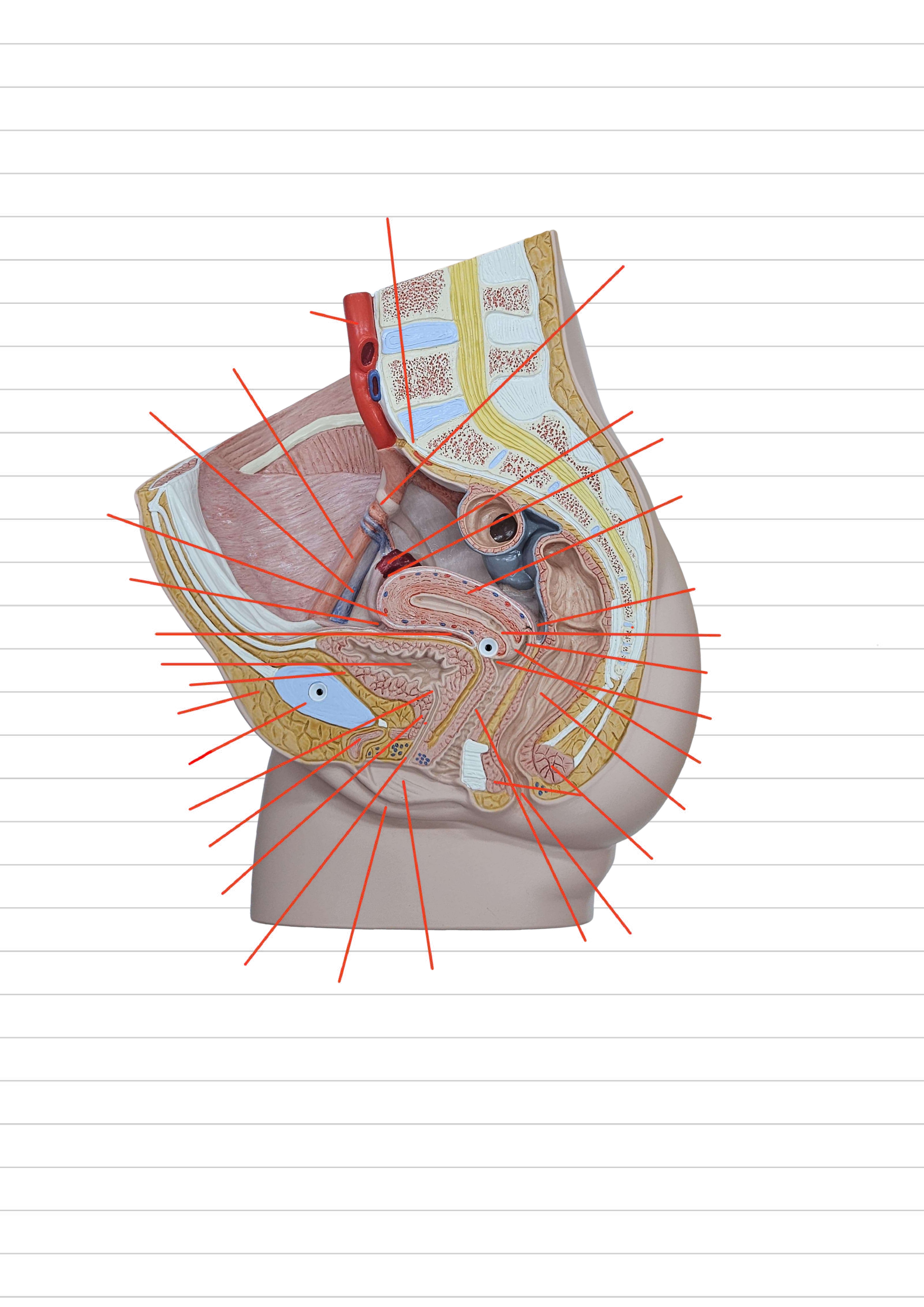 <p>Myometrium</p>
