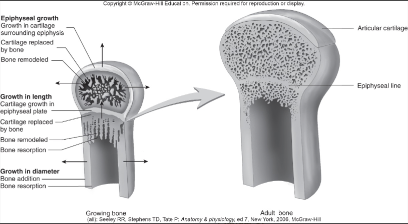 <p>Longitudinal bone growth continues while the <strong>epiphyseal (growth) plates are open</strong>.</p><p>After adolescence → epiphyseal plates <strong>close/ossify</strong> → longitudinal bone growth <strong>stops</strong>.</p><ul><li><p>Bone grows at the diaphysis</p></li></ul><p><strong>Memory:</strong> Open growth plate = ↑ length; closed growth plate = no more length growth.</p>
