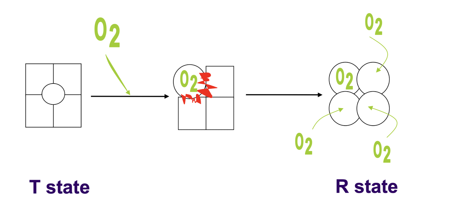 <p>Homoallosteric activation: the binding of O2 to one subunit will cause O2 affinity to increase at other subunits</p>