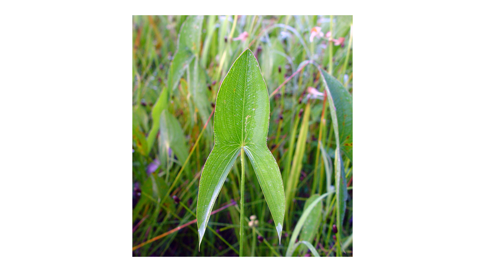 <p>Sagittaria spp.</p>