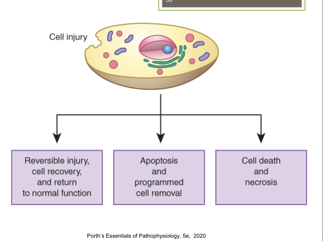 <p>2 Mechanisms:</p><p>1) Necrosis: associated with a disease process</p><ul><li><p>injured beyond repair by toxins, infection, hypoxia, or other injury</p></li></ul><p>2) Apoptosis: programmed cell death, not associated with a disease process</p><ul><li><p>induced to commit suicide</p></li></ul><p></p>