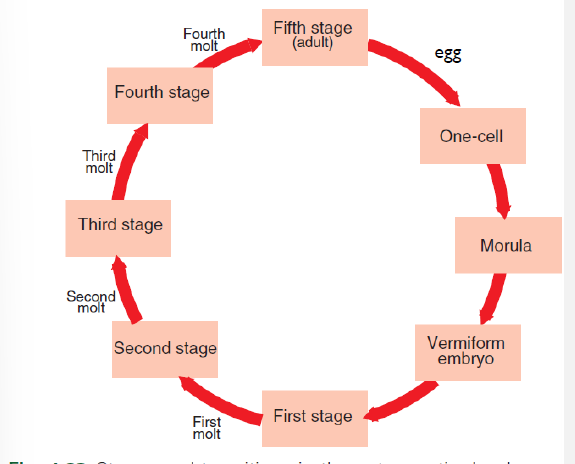 <p>egg → one cell → morula → vermiform embryo → 1st stage larva → 1st molt → 2nd stage larva → 2nd molt → 3rd stage larva → 3rd molt → 4th stage larva → 4th molt → 5th stage (adult)</p><p></p>