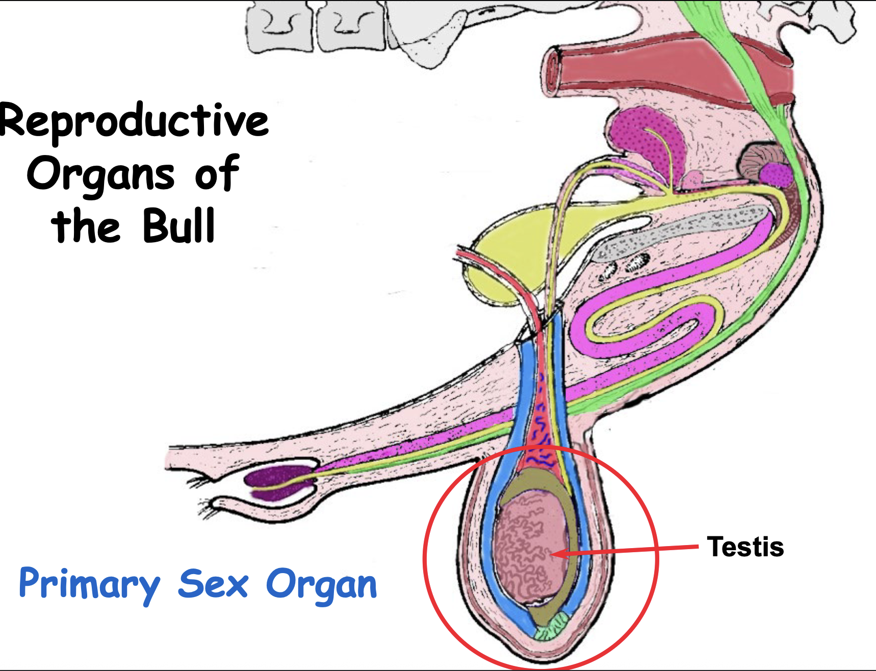 <ul><li><p>Pink line</p></li><li><p>Can react penis within the body and erect</p></li></ul><p></p>