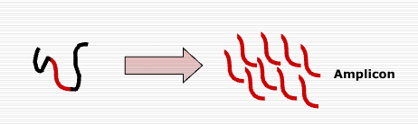 <p>Techniques that involve making identical copies of a specific DNA segment in detectable quantities in vitro</p>