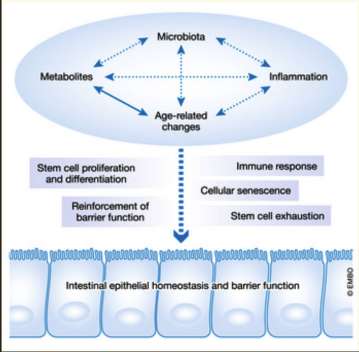 <ul><li><p>The intestinal epithelium forms a <strong>protective barrier</strong> maintaining gut homeostasis</p></li><li><p>Interacts with <strong>microbiota, metabolites, and immune responses (inflammation)</strong></p></li><li><p>With ageing:</p><ul><li><p><strong>Altered microbiota + ↑ inflammation</strong></p></li><li><p><strong>Reduced stem cell function → poorer repair</strong></p></li><li><p><strong>Increased cellular senescence</strong></p></li></ul></li></ul><p>→ Overall: <strong>barrier integrity declines (“leaky gut”) → systemic inflammation and disease risk</strong></p>