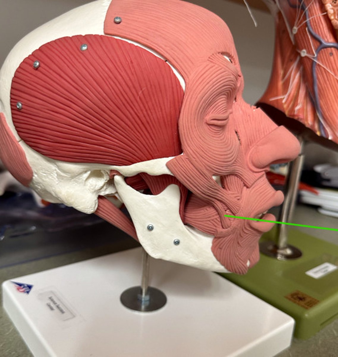 <p>Location: Underneath the zygomaticus minor</p><p>Action: Retracts &amp; elevates corners of mouth</p>