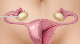 <p><span>ovaries</span></p>