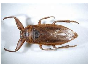 <p>What is the name of this bug </p>