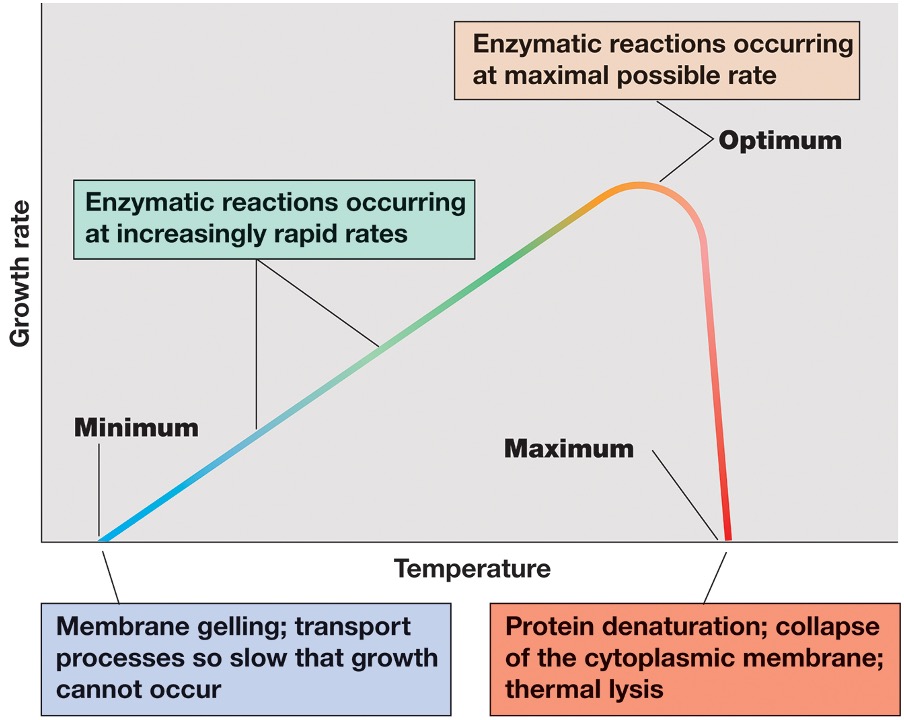 <ul><li><p><em>Graph of minimum, maximum and optimum temperatures at whoch an organism grows. </em></p></li><li><p><em>Every organism has these, and differ dramatically between species. </em></p></li><li><p><em>Range is typically <40 degrees</em></p></li><li><p><em>When optimum temperature is reached, all cellular components are functioning at maxiumum rate. </em></p></li></ul><p></p>