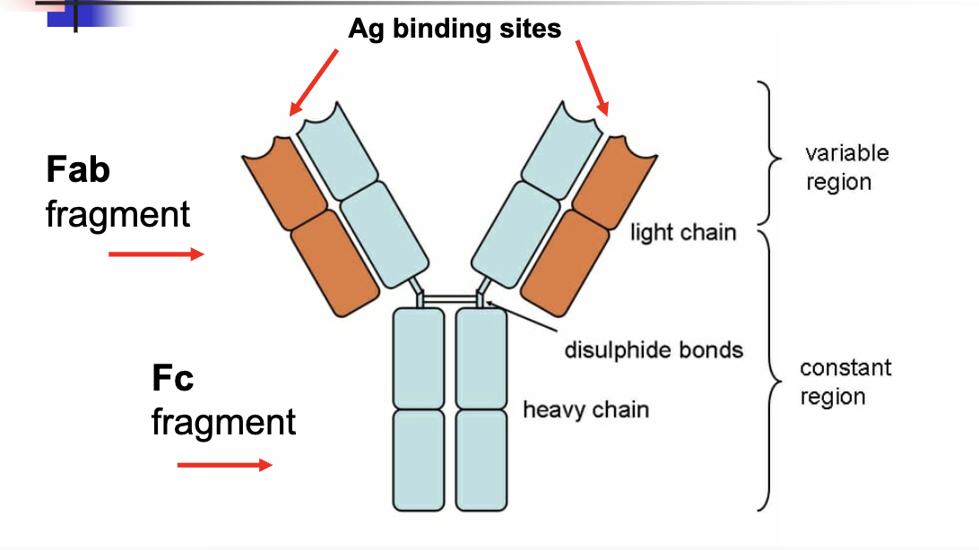 <p>Ag binding sites </p>