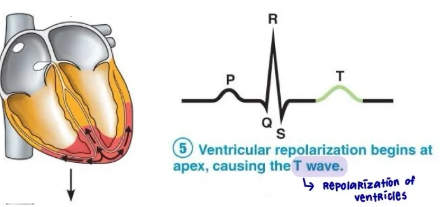 <p>T wave represents:</p>