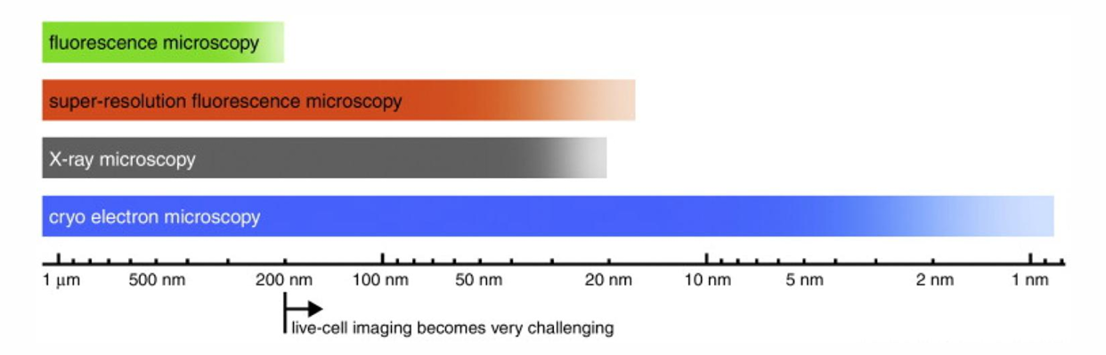 <ul><li><p>f<strong>luorescence microscopy : 200nm ish</strong></p></li><li><p><strong>super-resolution microscopy : 20-10nm</strong></p></li><li><p><strong>X-ray microscopy: 20nm ish</strong></p></li><li><p><strong>cryo electron microscopy : 1nm, impossible d’utiliser anticorps avec cryo donc d’identifier structures spécifiques </strong></p></li></ul><p></p>