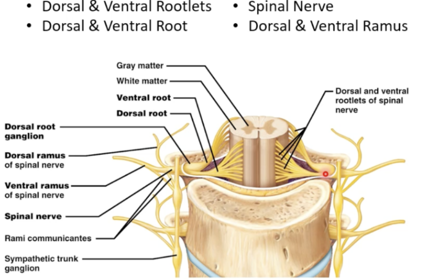<p>Dorsal (Sensory) Roots become Rootlets, Ventral (Motor) Roots become Rootlets, and Dorsal/Ventral rootlets fuse to become the spinal nerve (mixed nerve).</p><p></p><p>The Spinal nerves split into Rami (branches of spinal nerve that are still mixed) and the Dorsal Rami head backwards/posteriorly to supply muscles and joints at the back while Ventral Rami go forwards/anteriorly to supply muscles and joints at the front. </p><p></p><p>*Do not confuse Dorsal Roots/Rootlets with Dorsal Rami (With rami, dorsal does not mean sensory, it means posterior) and vise versa for ventral rami/roots</p>
