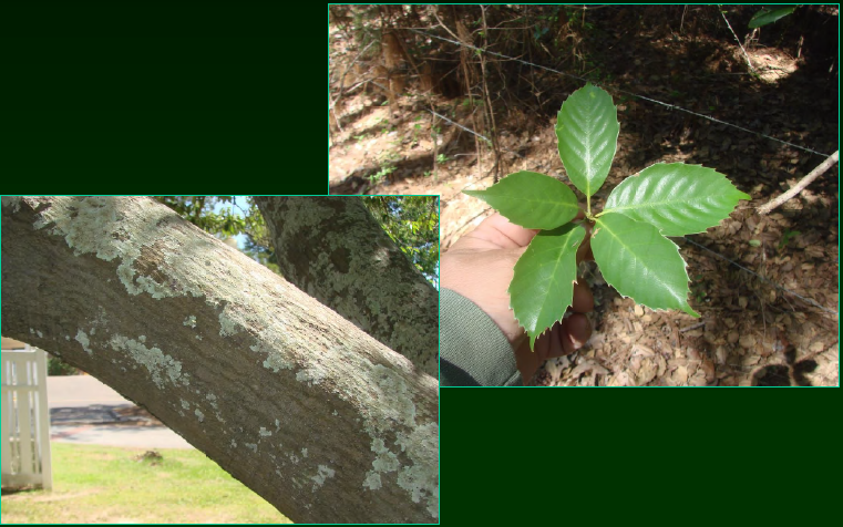 <p>•</p><p>Ornamental</p><p>•</p><p>Japanese: shirakashi, preferred wood for bokken</p><p>•</p><p>Native to Asia</p><p>•</p><p>Key Characters:</p><p>•</p><p>Evergreen</p><p>•</p><p>Serrate leaves (large serrations)</p><p>•</p><p>Usually stop toward base of leaf</p><p>•</p><p>Smooth bark</p>