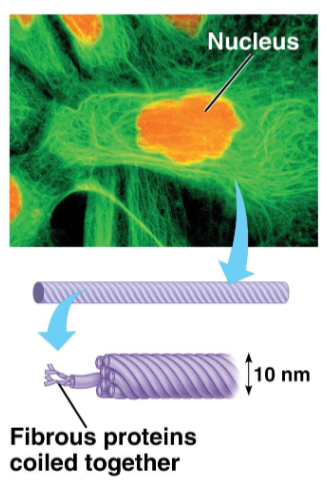 <ul><li><p>Fibrous proteins that supercoil into cables</p></li><li><p>Permanent fixture in the cell (not made shorter or longer)</p></li><li><p>Outer layer of your skin is made of dead cells packed full of intermediate filaments. </p></li></ul><p></p>