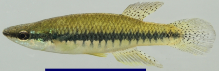 <p>This can be difficult to distinguish from<em> F. olivaceus</em>. Both have a dark, wide lateral stripe. In <em>F. olivaceus</em>, the black spots on the side are dark and numerous. In this, black spots on the side are lacking or not at dark as the lateral stripe. </p>