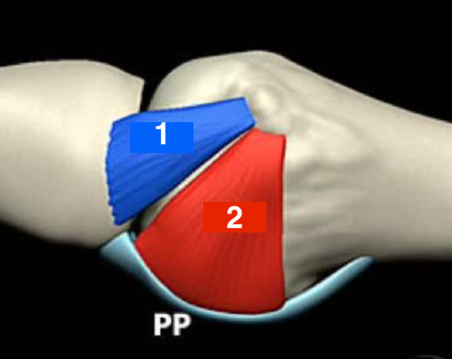 <p>attaches to base of proximal phalanx</p>