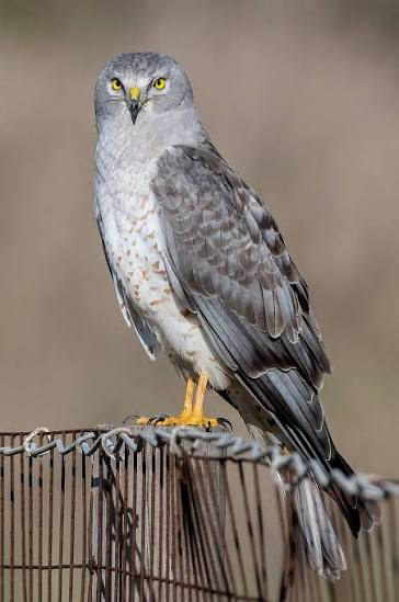 <p>med-size. owl-like facial features. white patch on rump. slim, long wings, long narrow tail. low buoyant flight over open fields and marshes, with wings in v-shape. males gray above and whitish below w black wingtips. females/juv warm brown. <strong>Length:</strong> 16–20 inches, <strong>Wingspan:</strong> 38–48 inches.</p><p></p>