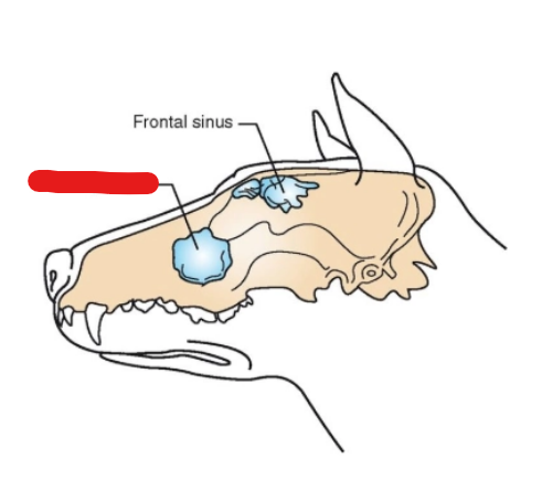 <p>what is it (Respiratory System)</p>