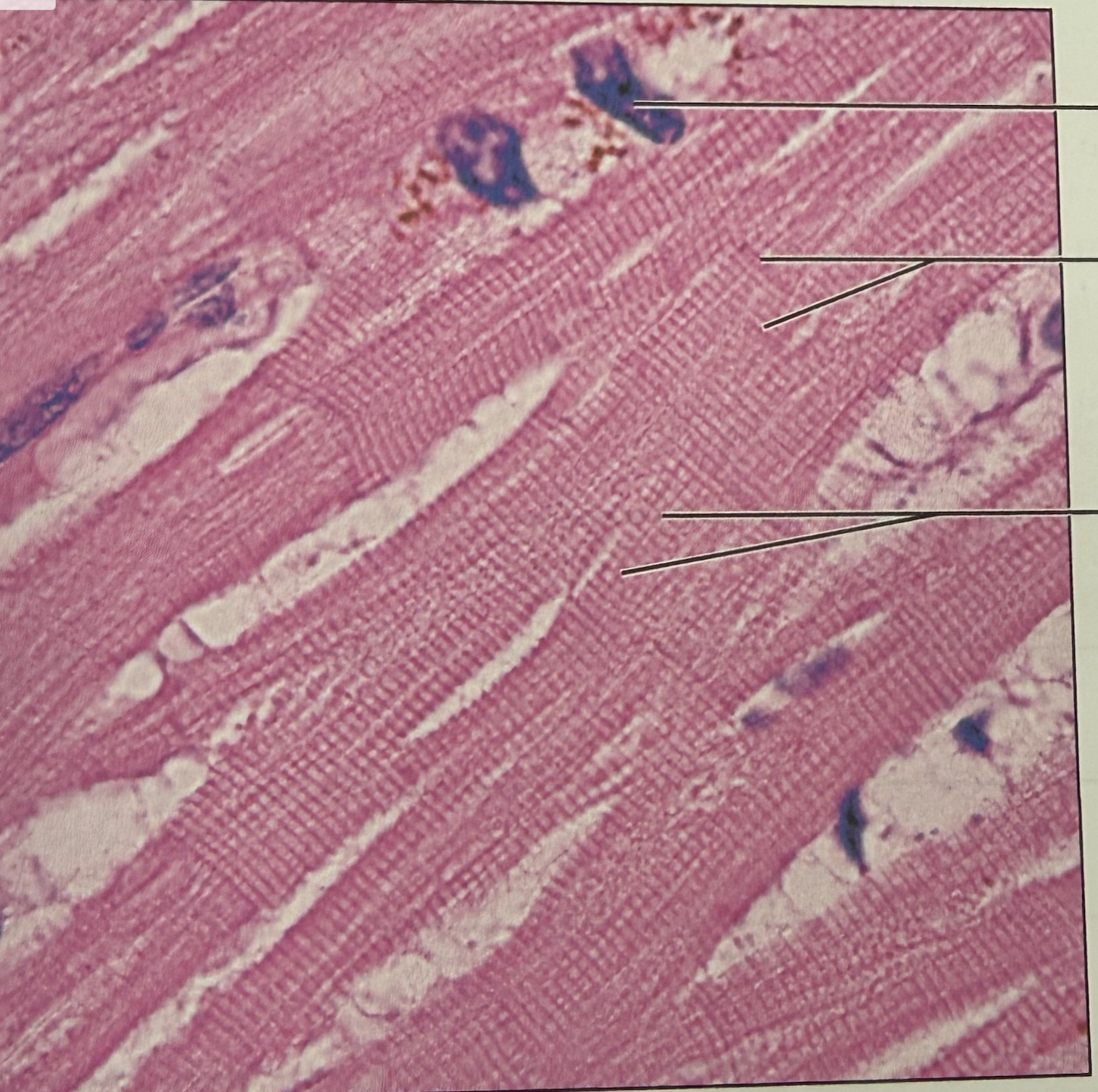 <p>what tissue is this</p>