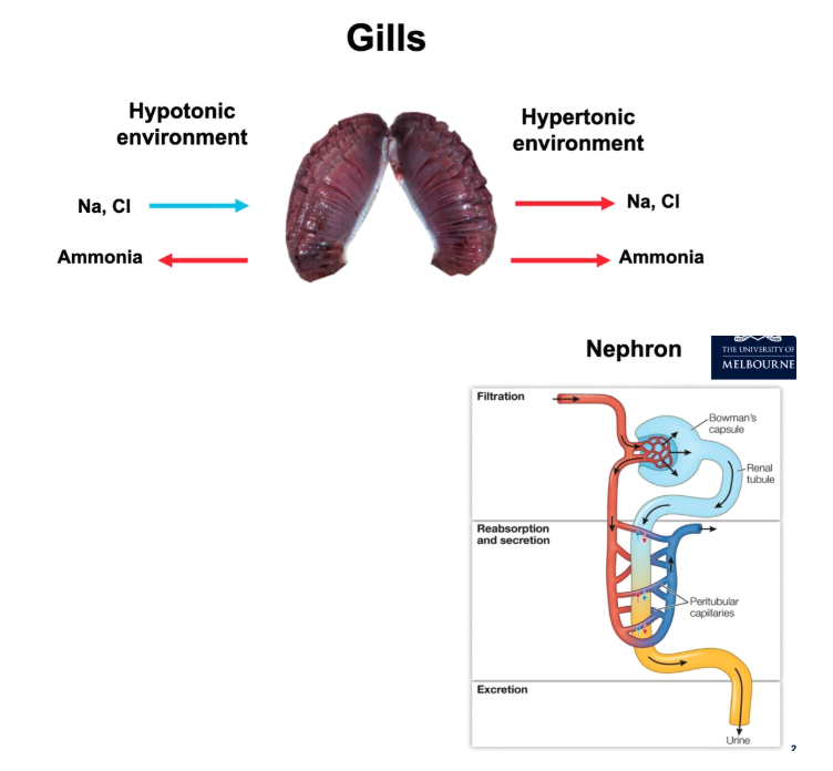 <p></p><ul><li><p>Gills excrete the majority of nitrogenous waste</p></li><li><p>Organisms with kidneys use urine to expel unwanted ions and nitrogenous waste</p></li><li><p>Only birds and mammals can produce urine which is more concentrated than the blood - loop of henle</p></li></ul><p></p>