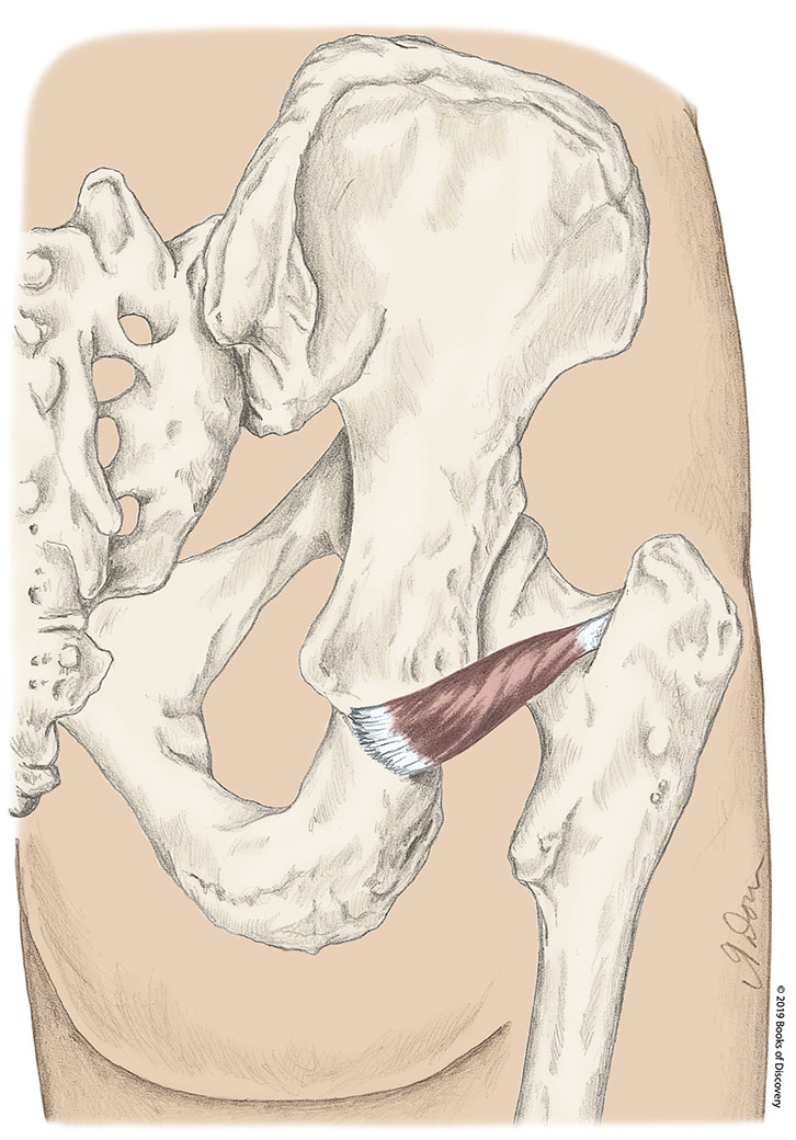 <p>gemellus inferior origin</p>