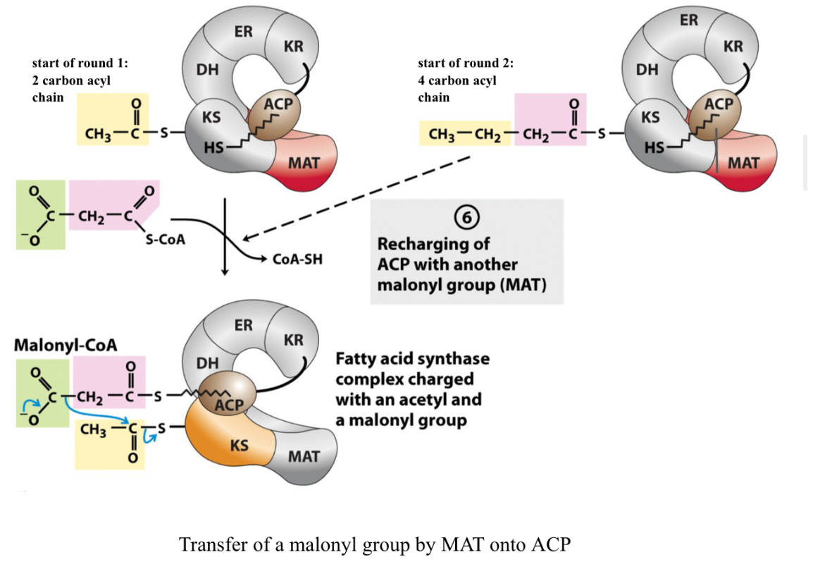 <p>Almost ALWAYS at C16 acyl ACP (Palmitoyl ACP) after 7 rounds of synthesis </p>