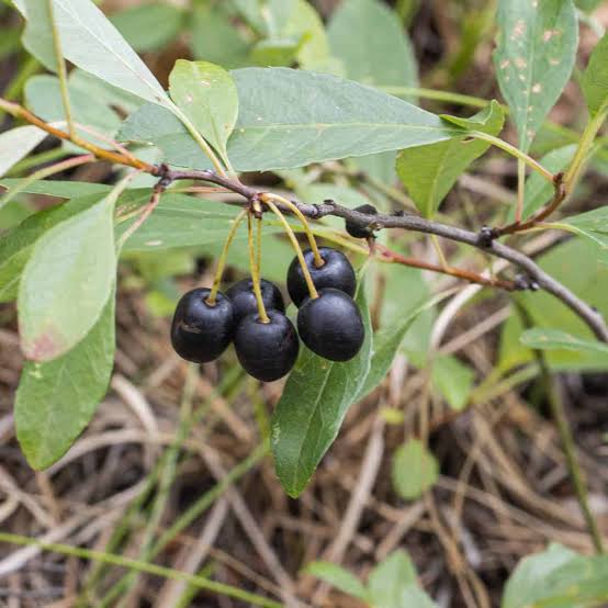 <p>short to ground and ground cover<em>, early successional</em></p>