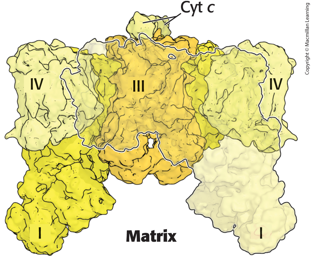 <p>Three of the ETC components organized into a supercomplex</p><ul><li><p>Two copies of Complex I and IV surround a dimer of Complex III</p></li></ul><p></p>