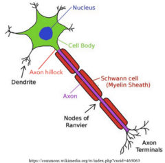 <p>cell body (soma); dendrites; axon</p>