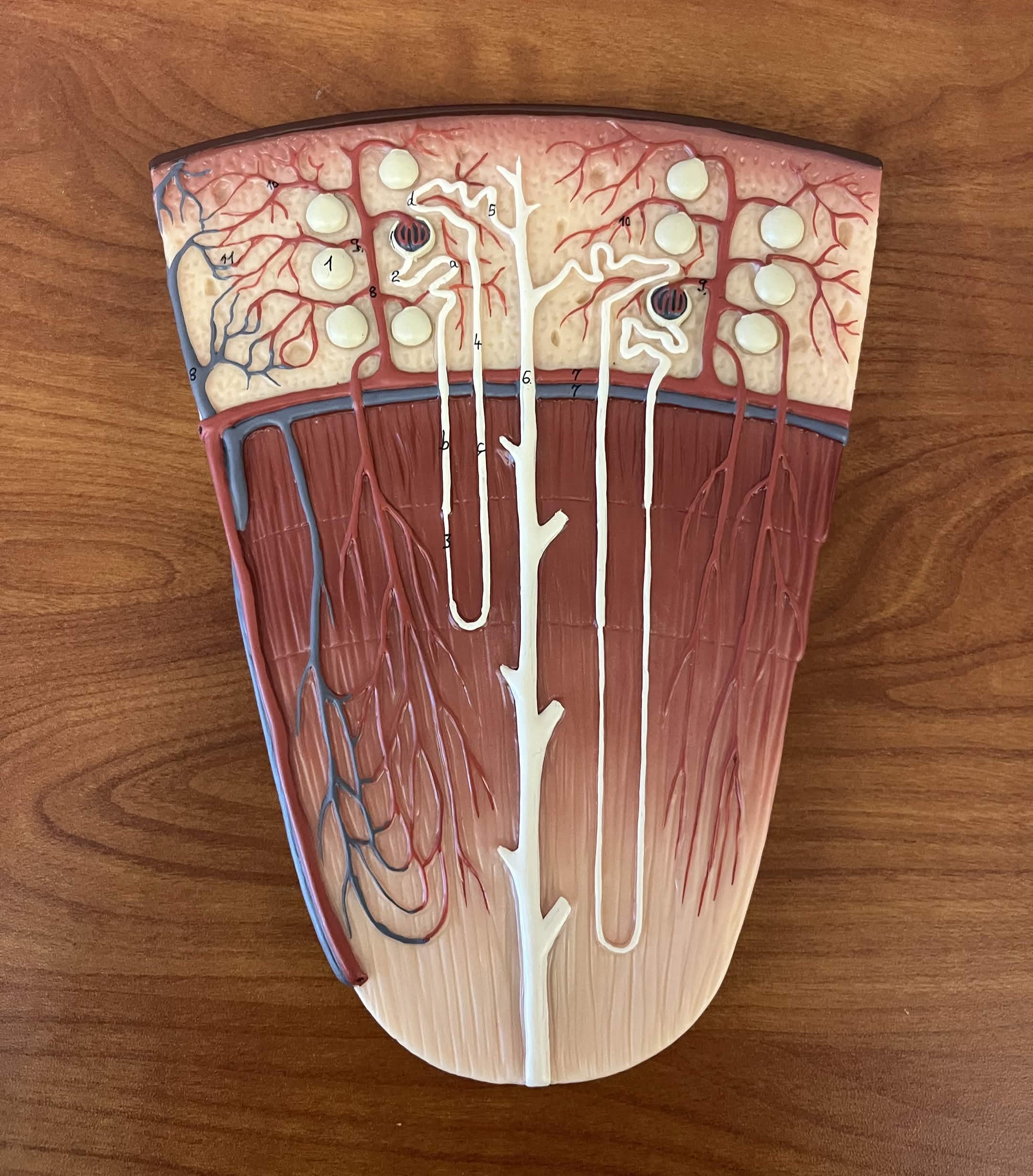 <p>Which part of urinary system:</p><ul><li><p>The functional unit of kidney</p></li><li><p>Made up of cortical and juxtamedullary</p></li></ul><p></p>