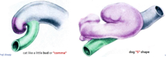 <p>in the cat the cecum smoothly joins the ascending colon with no demarcation </p><p>the dog has a larger cecum since it is more herbivorous. it is S shaped</p>