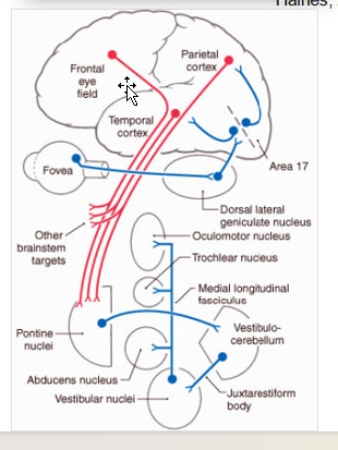 <p>Shifting Gaze:</p><ul><li><p>How?:</p><ul><li><p>Object moving → <mark data-color="red" style="background-color: red; color: inherit;">Saccade </mark>brings fovea into alignment →<mark data-color="red" style="background-color: red; color: inherit;"> smooth pursuit of eye</mark></p></li></ul></li><li><p>Mech:</p><ul><li><p>Extrastriate visual cortex <strong><em><u>(MT and MST) + FEF + posterior parietal cortex </u></em></strong>(info about <mark data-color="blue" style="background-color: blue; color: inherit;">target motion</mark>)→ Dorsolateral <strong><em><u>pontine nucleus (DLPN)</u></em></strong> (encodes <mark data-color="blue" style="background-color: blue; color: inherit;">direction/velocity of pursuit)</mark> → <strong><em><u>vestibulocerebellum </u></em></strong>→ brainstem <strong><em><u>oculomotor system via vestibular nuclei.</u></em></strong></p></li></ul></li></ul><p></p><p></p>