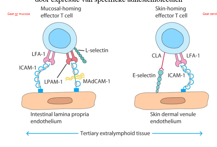 <ol><li><p>LPAM-1 + MAdCAM1 → mucosa</p></li><li><p>CLA + E-selectin → huid</p></li></ol><p></p>