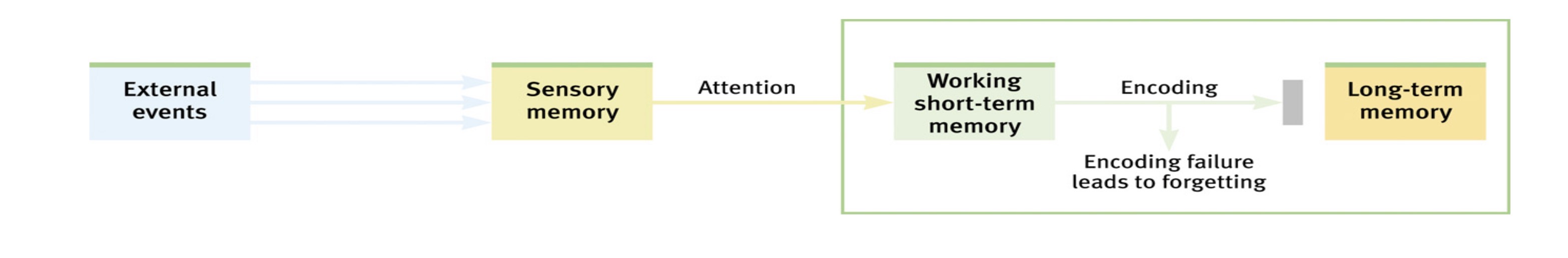 <p><span><span>We cannot remember what we do not encode.</span></span></p>
