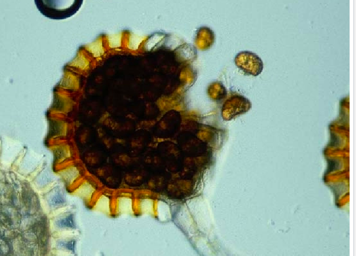 <ul><li><p>the cell walls are not strong </p></li><li><p>when lip cells rupture = spores are shed </p></li></ul><p></p>