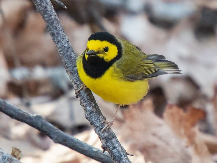 <p>hooded warbler </p><p>yellow body<br>black hood </p>