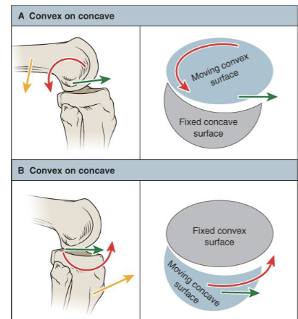 <p>is always parallel to treatment plane </p><p></p>